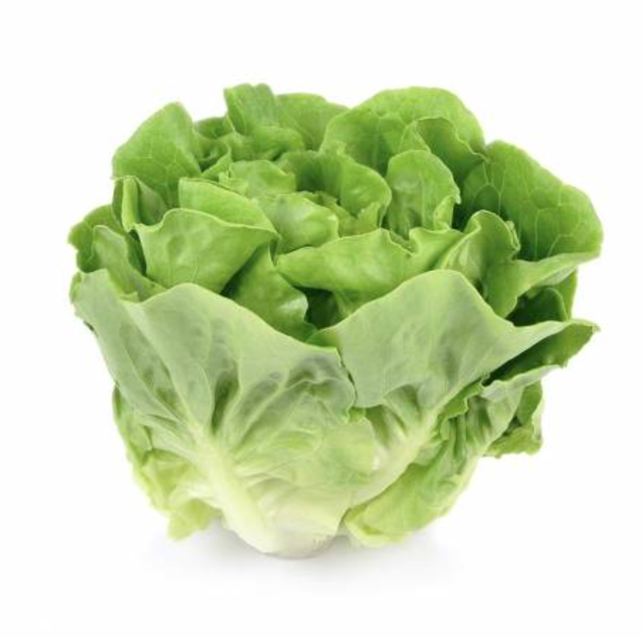 Bio Insalata Lattuga cappuccio verde