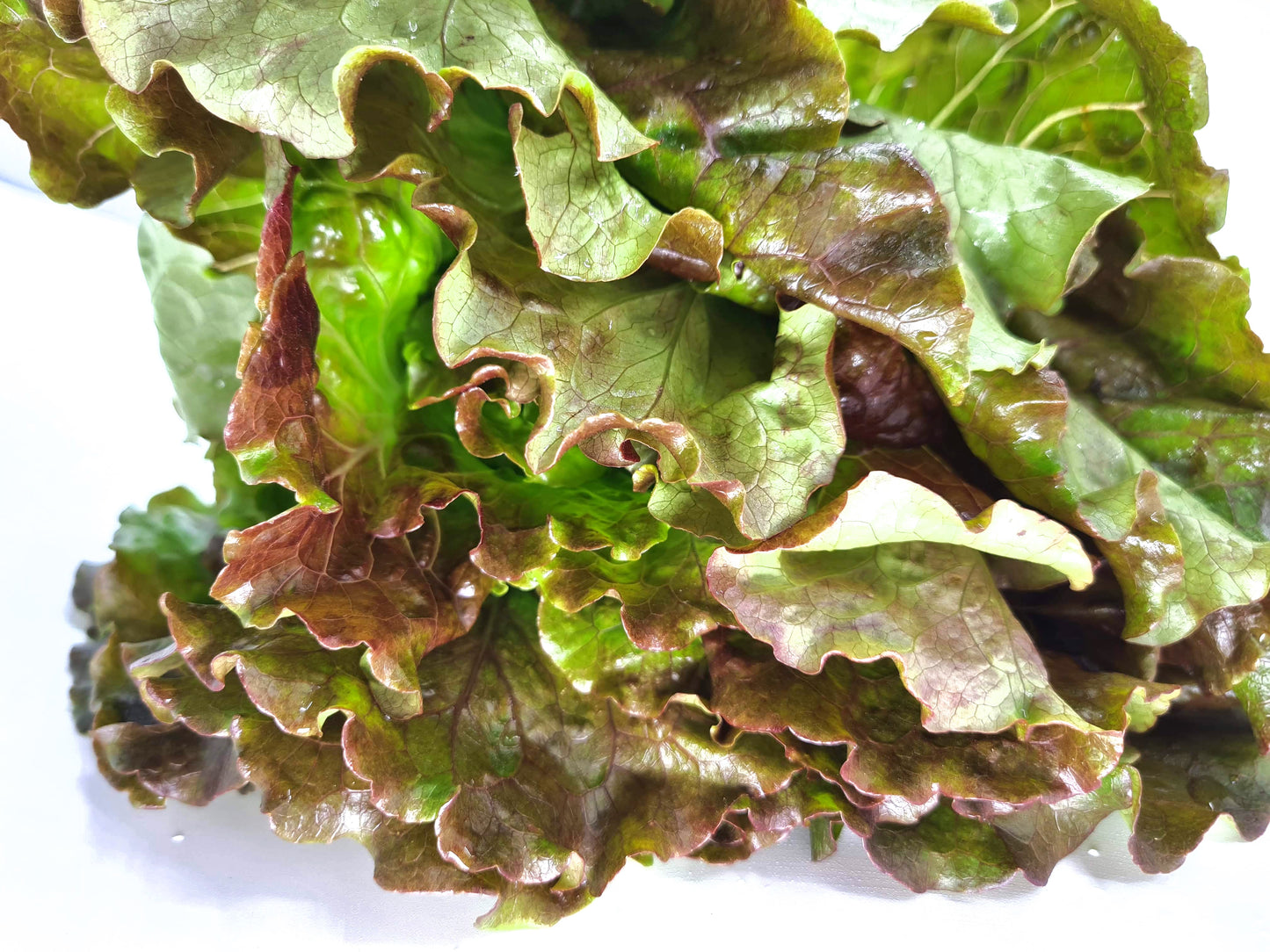 Bio Insalata Batavia rossa