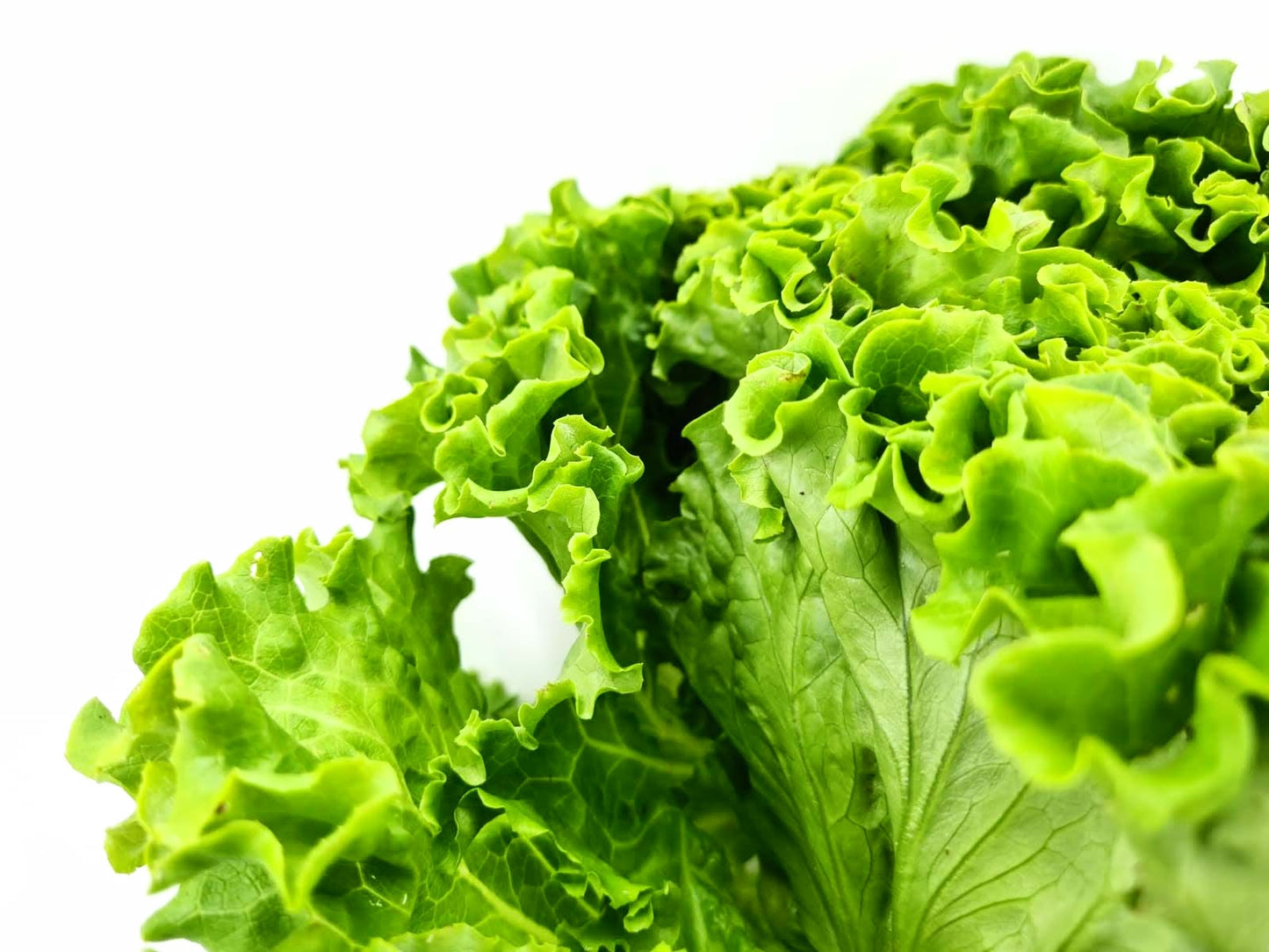 Bio Insalata Batavia verde
