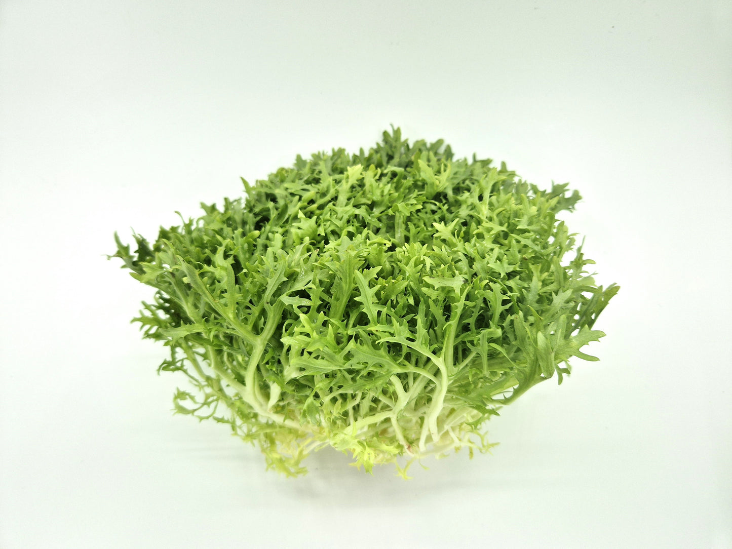 Bio Indivia riccia 400g/pz