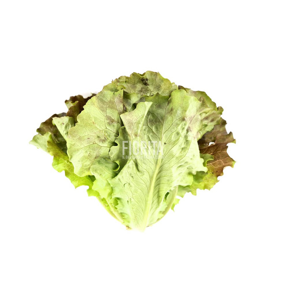 Bio Insalata Batavia rossa