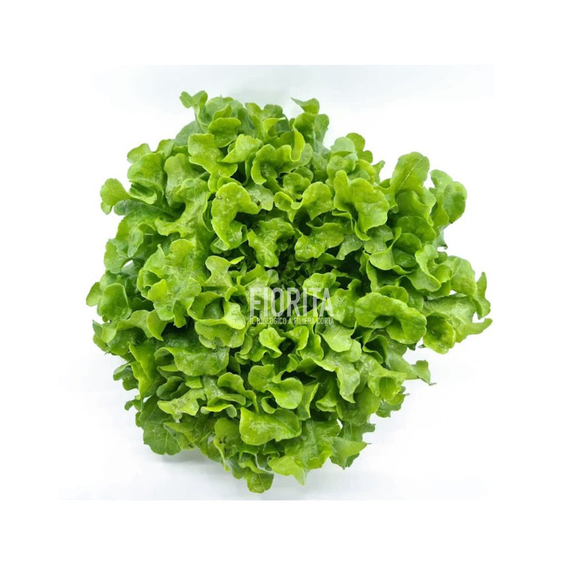 Bio Insalata Foglia Quercia verde