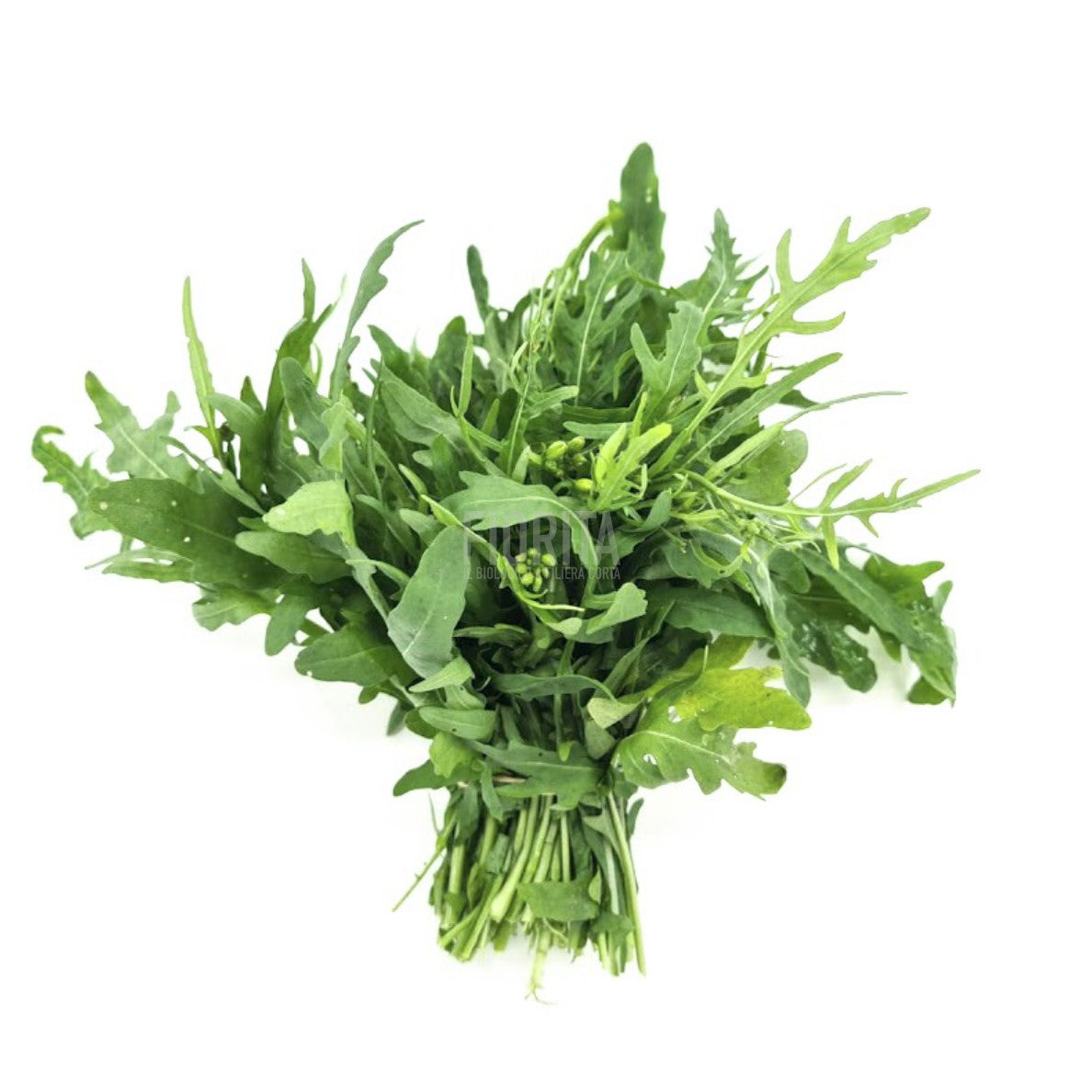 Bio Rucola Selvatica