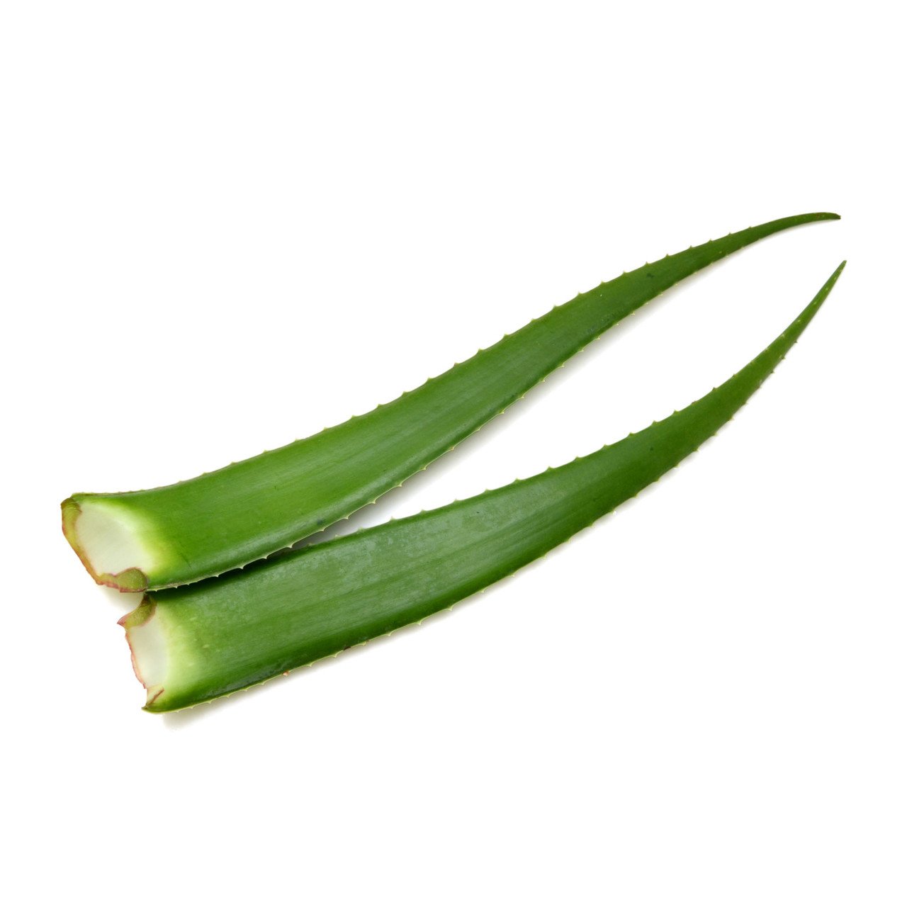 Foglia di Aloe Vera singola - Murcia Barbadensis Miller