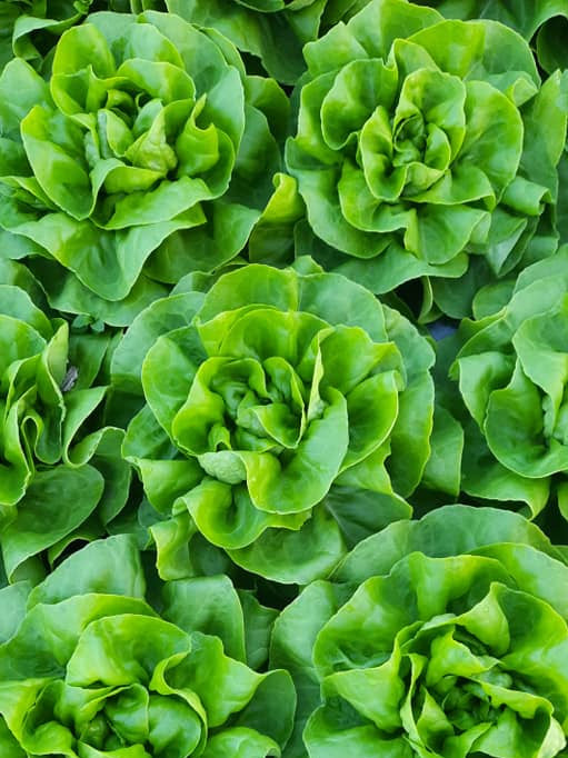Insalate & Erbe aromatiche
