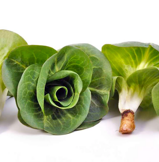 Bio "Grumello" Cicorietta primaverile 200g
