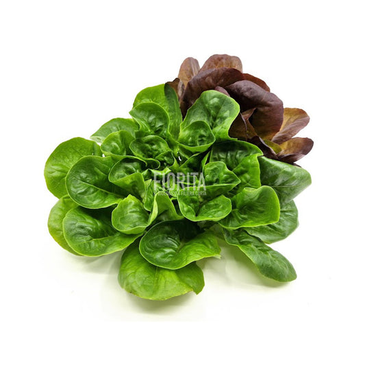 Bio Insalata Salanova 100g