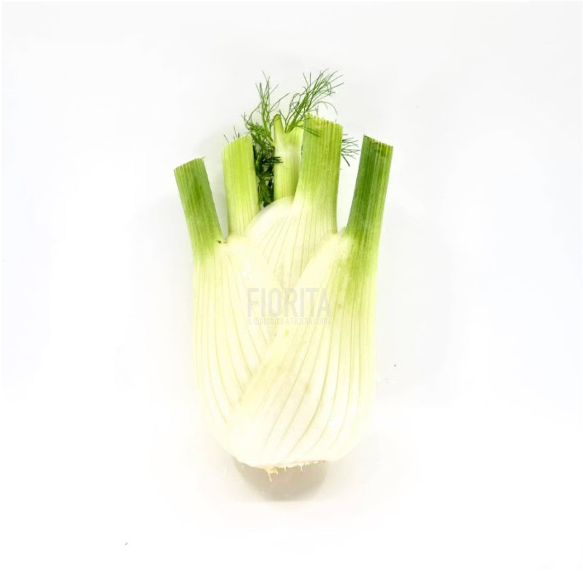 Bio Finocchio 500g