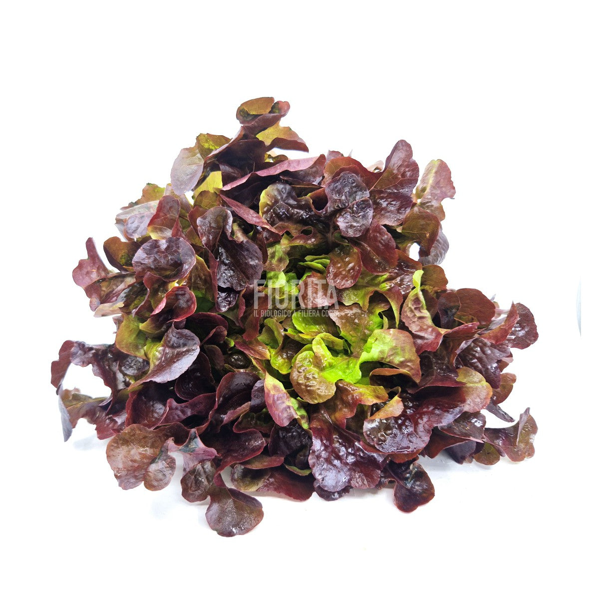 Bio Insalata Foglia Quercia rossa