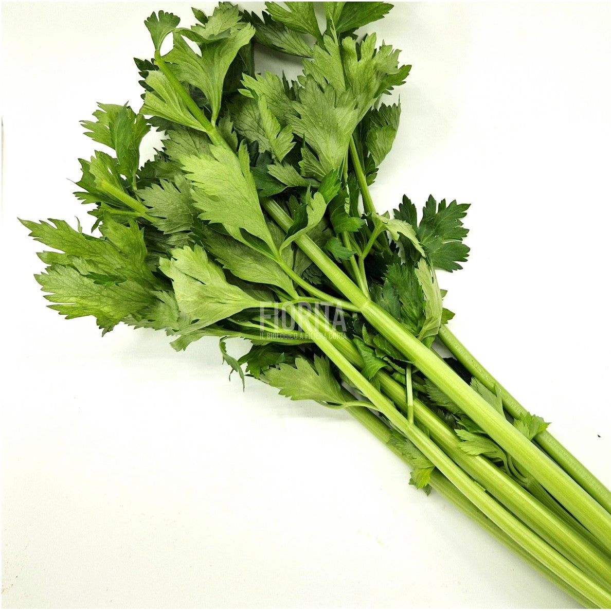 Bio Sedano verde