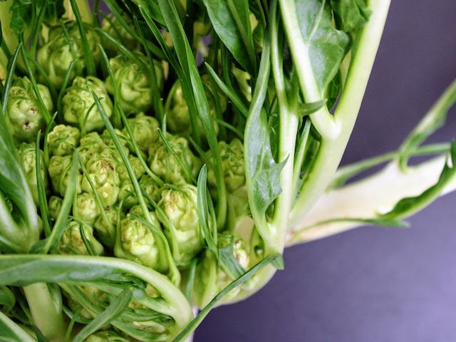 Bio Cicoria puntarelle 600g